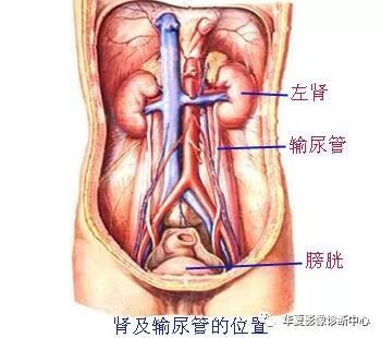 澳门游戏APP下载泌尿系统解剖(图文)(图1)