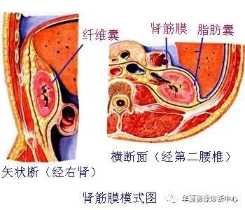 澳门游戏APP下载泌尿系统解剖(图文)(图2)