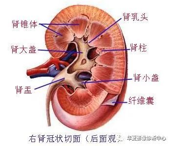 澳门游戏APP下载泌尿系统解剖(图文)(图3)
