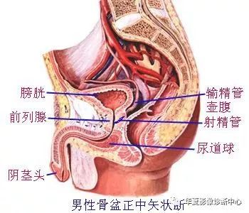 澳门游戏APP下载泌尿系统解剖(图文)(图5)
