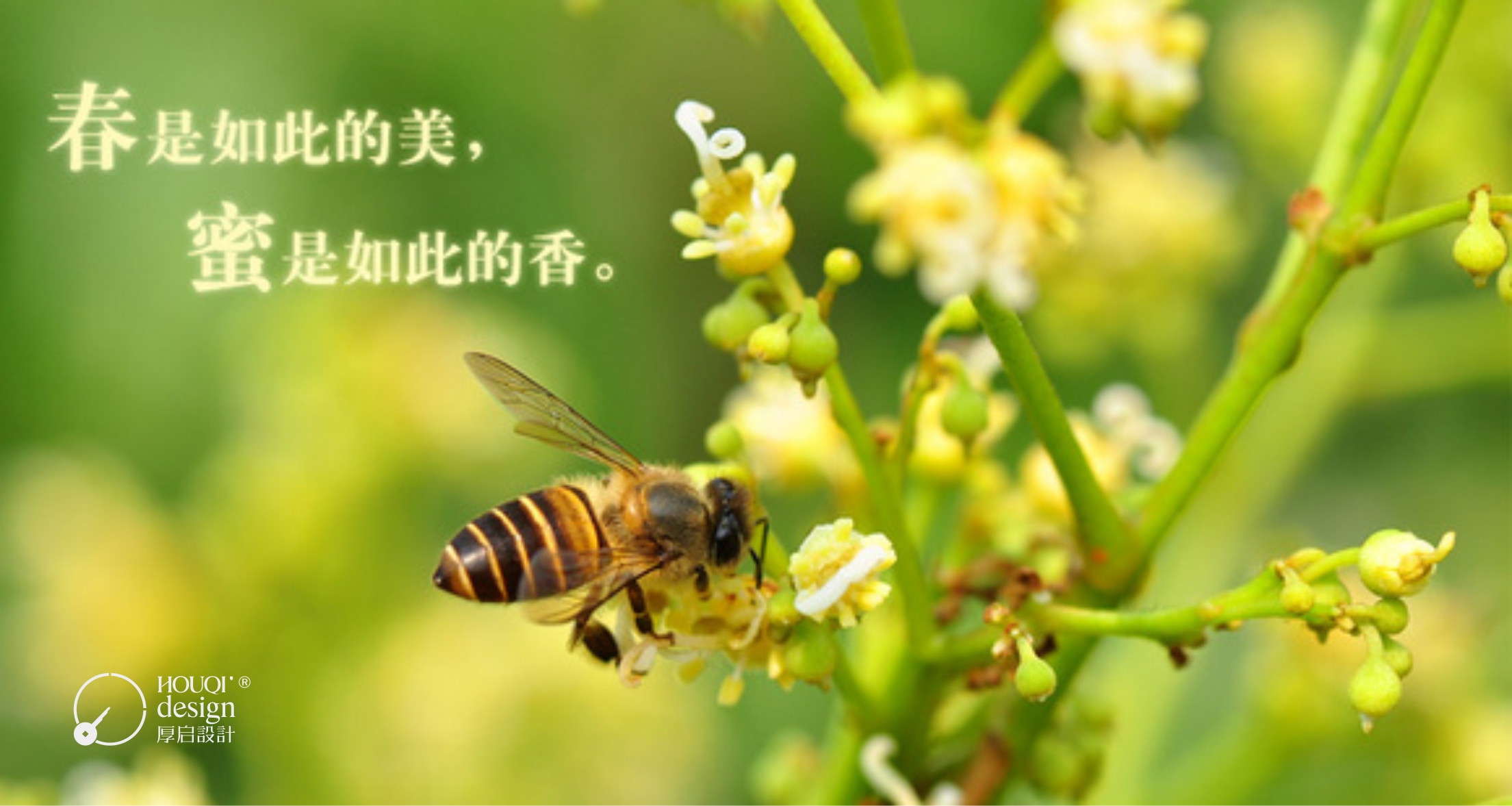 澳门游戏官网良辰觅蜜系列土蜂蜜包装设计(图1)